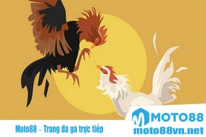 Moto88 – Trang đá gà trực tiếp