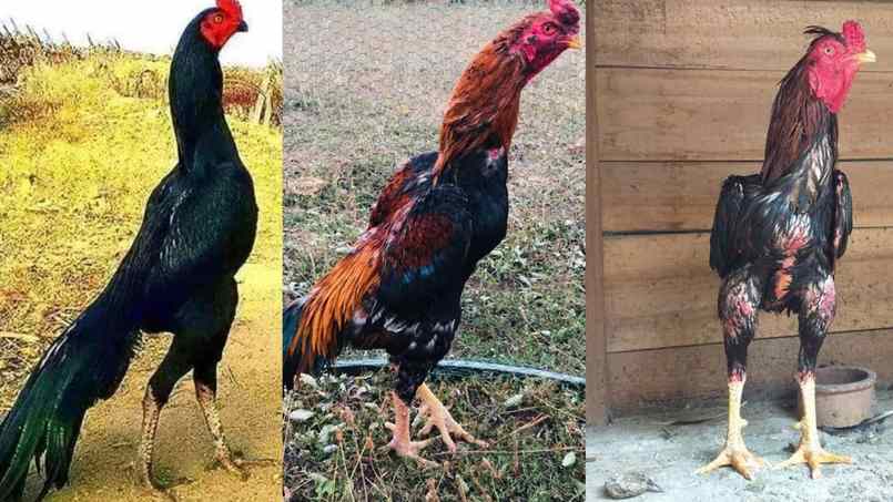 Tìm hiểu về giống gà Shamo